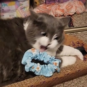 Fun Scrunchie Cat Toy for Cats, Fetch Toy, Opt Herbs Jingle Bell, Pick a Theme, Tossing & Fetch Toy for Cats, Feline Cat Toys