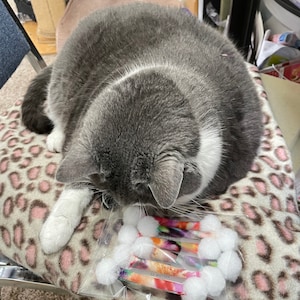 Pode incluir: Um gato cinza e branco descansa sobre uma almofada com estampa de leopardo, olhando para um pacote de brinquedos para gatos. Os brinquedos s&atilde;o cil&iacute;ndricos com um pompom em uma extremidade e um design estampado colorido. O texto "FOLLOW US" &eacute; vis&iacute;vel nos brinquedos.