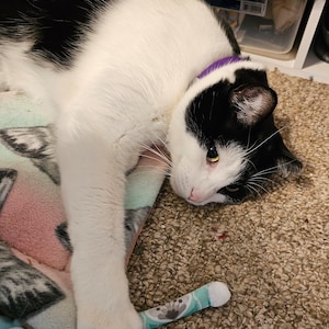 Pode incluir: Um gato preto e branco com uma coleira roxa est&aacute; deitado em um cobertor estampado. O gato est&aacute; segurando um pequeno brinquedo azul e branco com um desenho floral. A pelagem do gato &eacute; principalmente branca com manchas pretas.