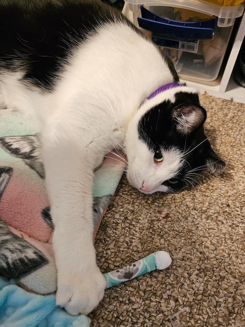 Pode incluir: Um gato preto e branco com uma coleira roxa est&aacute; deitado em um cobertor estampado. O gato est&aacute; segurando um pequeno brinquedo azul e branco com um desenho floral. A pelagem do gato &eacute; principalmente branca com manchas pretas.