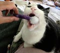Kitty Swabs Cat Toys, Set of 3, Optional Catnip & Silvervine, Fun Cat Fetch Toy for Enrichment, Cat Birthday Adoptaversary Gifts