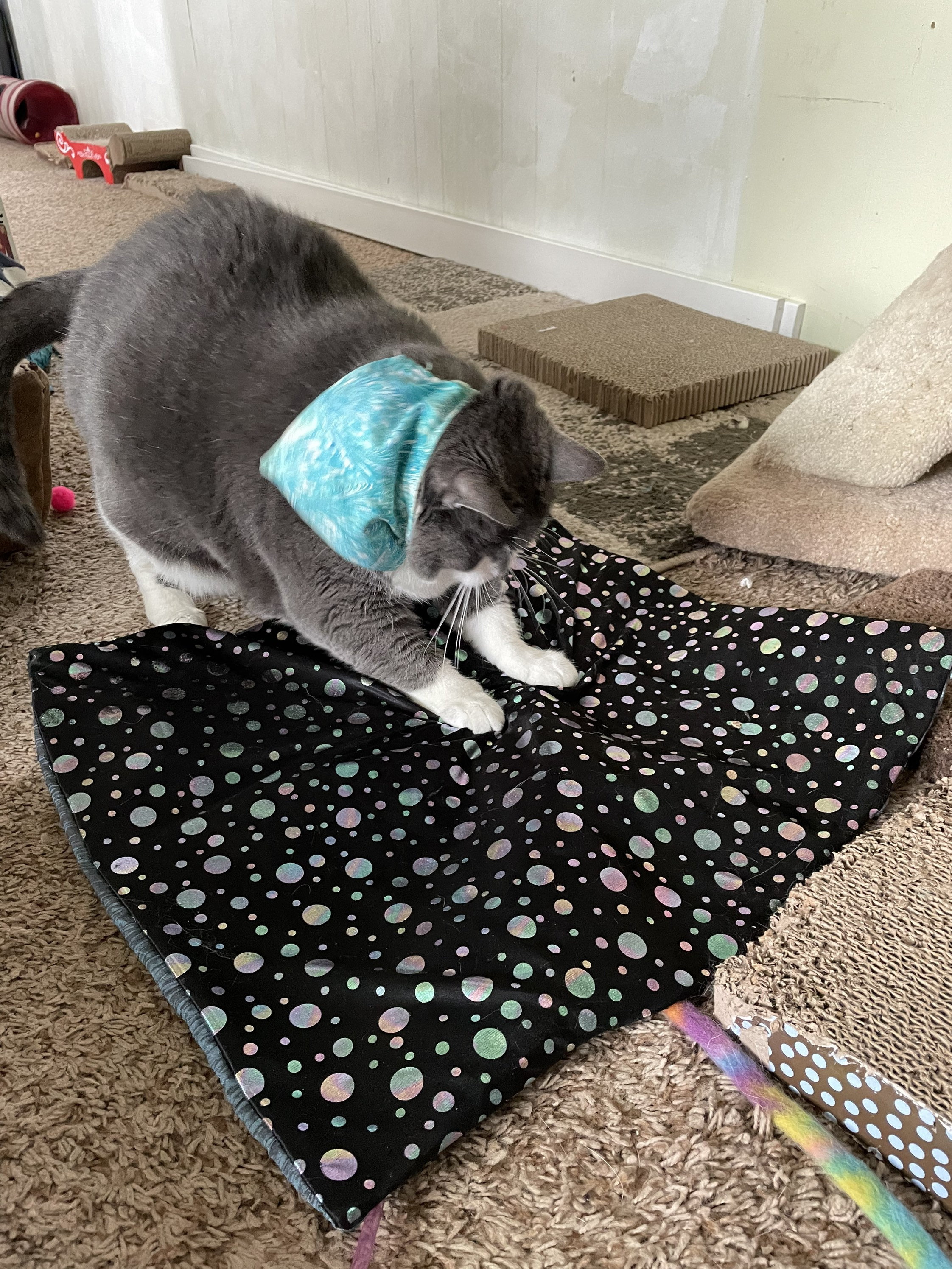 Slippery Crinkly Catnip Mat for Cats Optional Crinkle & Etsy
