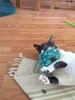Caterpillar Kicker Cat Toys, Handmade Toys for Cats, Unique Cat Toy, No Stuffing Toys for Cats, Furry Cat Toy, Holiday Cat Toys 