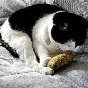 K&ouml;nnte beinhalten: Eine schwarz-wei&szlig;e Katze, die sich auf einer grauen Decke zusammenrollt und an einem kleinen, gemusterten Spielzeug schnuppert. Das Fell der Katze ist eine Mischung aus Schwarz und Wei&szlig;, mit einer rosa Nase und langen wei&szlig;en Schnurrhaaren. Das Spielzeug ist braun mit einem gr&uuml;nen und gelben Muster.