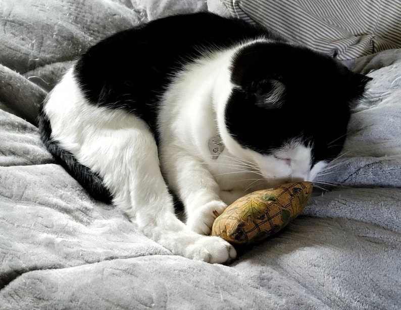 K&ouml;nnte beinhalten: Eine schwarz-wei&szlig;e Katze, die sich auf einer grauen Decke zusammenrollt und an einem kleinen, gemusterten Spielzeug schnuppert. Das Fell der Katze ist eine Mischung aus Schwarz und Wei&szlig;, mit einer rosa Nase und langen wei&szlig;en Schnurrhaaren. Das Spielzeug ist braun mit einem gr&uuml;nen und gelben Muster.
