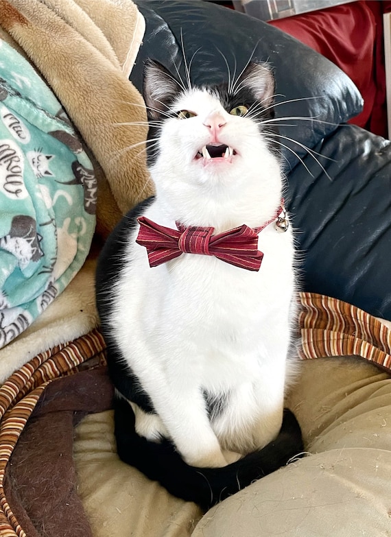 Fun Bow Tie for Cats Pick a Pattern Removable Bow Tie for Cat Collars Bow Tie for Kittens Small Pet Bow Ties Trendy Cat Bow Tied Etsy UK
