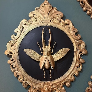 Könnte beinhalten: Eine goldfarbene Hirschkäfer-Skulptur, montiert auf einem kreisförmigen schwarzen Hintergrund in einem verzierten, dekorativen Goldrahmen. Der Käfer hat markante Mandibeln und ausgebreitete Flügel, was einen dreidimensionalen Effekt erzeugt.
