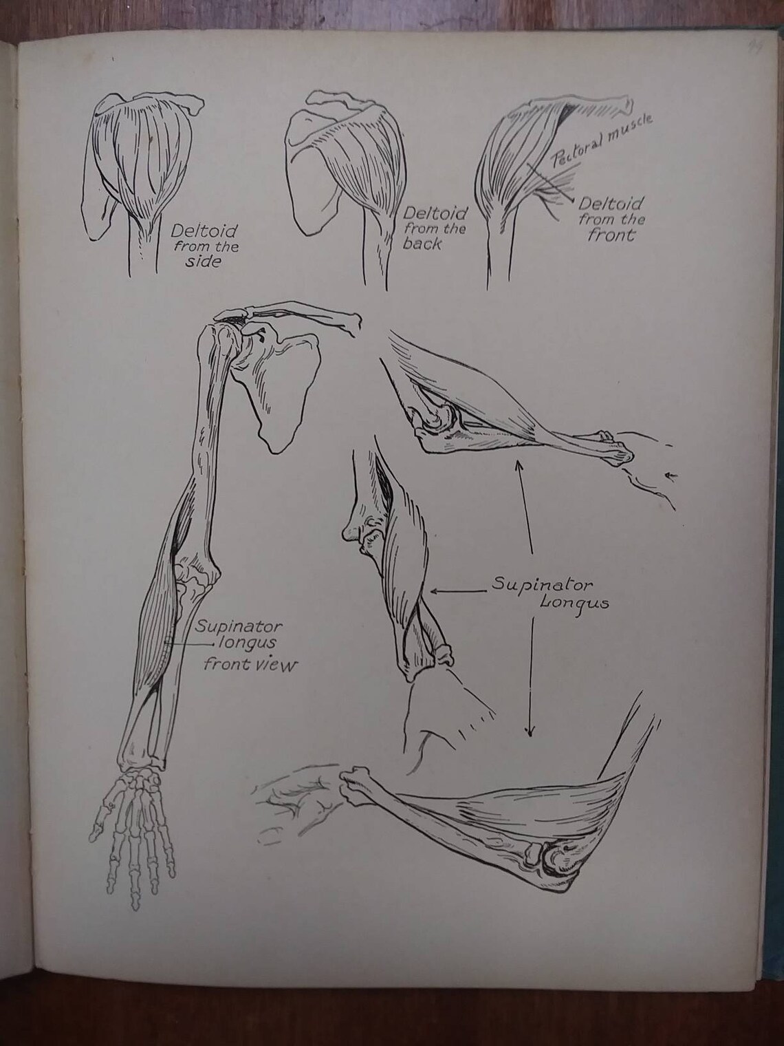 Anatomy an Drawing by Victor Perard 1928 Etsy UK