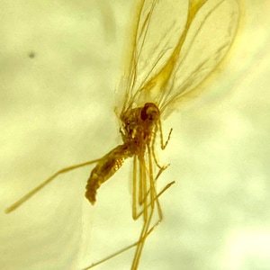Baltic Amber Fossil: Gall Midge Insect Inclusion with Magnifying Case