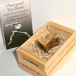 Theropod Dinosaur Toe Bone Fossil - 1.3&quot; Judith River Formation - Real Fossil Gift