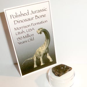 May include: A small, dark, polished piece of Jurassic dinosaur bone from the Morrison Formation in Utah, USA, displayed in a clear circular container. Next to it is a white card with the text: Polished Jurassic Dinosaur Bone, Morrison Formation, Utah, USA, 150 Million Years Old, and an illustration of a long-necked dinosaur.