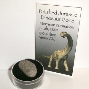 May include: A polished Jurassic dinosaur bone fragment with a mottled grey and brown texture, displayed in a clear circular container with a black velvet insert, accompanied by an informational card labeled Polished Jurassic Dinosaur Bone.