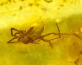 Baltic Amber Spider Fossil Inclusion with Magnifying Case and Certificate of Authenticity