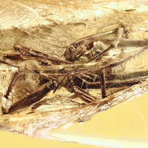 Baltic Amber Spider Inclusion - Genuine 44 Million Year Old Fossil with 4x Magnifying Display Case