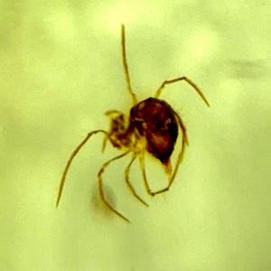 May include: A small, dark brown spider specimen preserved within a translucent, pale yellow amber stone. The arachnid features a rounded abdomen and several thin, spindly legs extending outward, captured in a static position inside the fossilized resin.