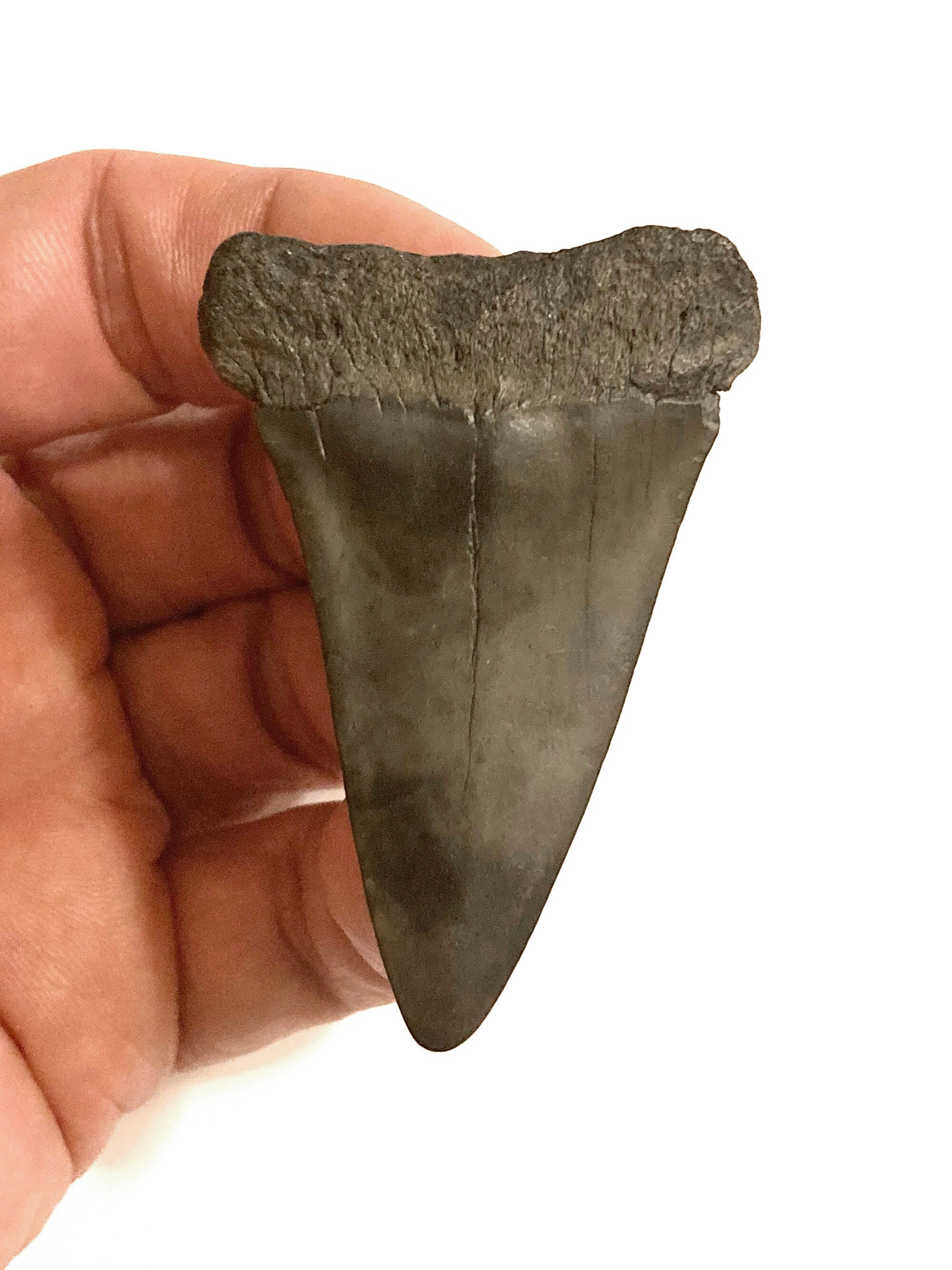 2.360 Mako Shark Tooth Fossil From South Carolina Over 2 Million Years