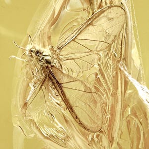 Baltic Amber Open Winged Insect Inclusion & Magnifying Display Case - 44 Million Year Old Fossil from Lithuania