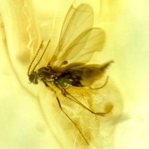 May include: A preserved insect, likely a fly, encased in amber. The insect has delicate wings, long antennae, and slender legs. The amber is a translucent yellow-brown color, with a smooth, polished appearance. The insect is well-preserved, with visible details.