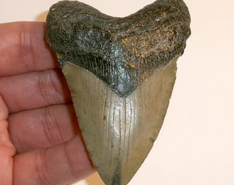 Megalodon Shark Tooth - Giant 3.442” Real Fossil from North Carolina - FREE USA Shipping