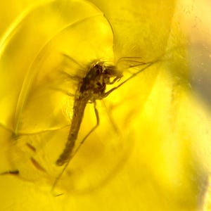 May include: A small insect with delicate wings and thin legs is encased within a piece of translucent, golden-yellow amber. The fossilized specimen is clearly visible, showing the detailed structure of its body preserved in the hardened resin.