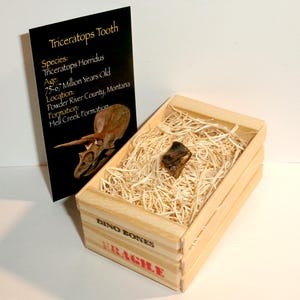 Triceratops Dinosaur Tooth Fossil - Hell Creek Formation, Montana - Real Relic - FREE USA Shipping