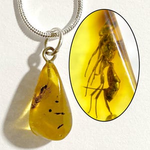 May include: A teardrop-shaped amber pendant with a silver chain. The amber contains an insect fossil, visible in detail within a magnified inset. The amber is a translucent yellow-orange color, and the insect is a dark brown.