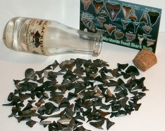 Shark Tooth Booty Pirate Bottle - Fossil Shark Teeth Collection with Free Shark Tooth Guide - Great Educational Gift