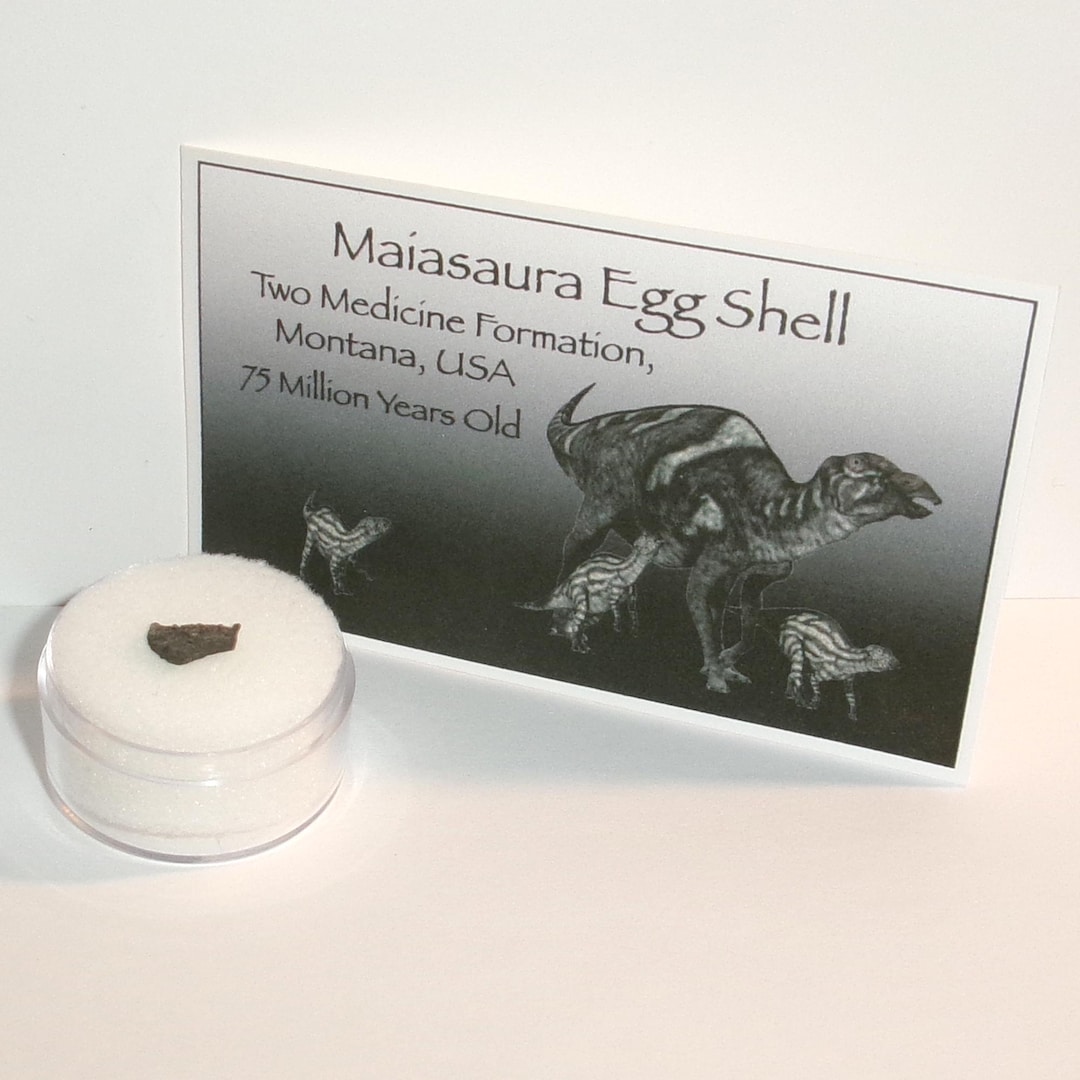 Dinosaur Eggshell Fossil - Genuine Maiasaura Dinosaur Eggshell Fossil ...