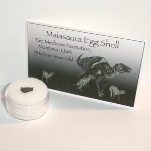Maiasaura Dinosaur Eggshell Fossil: Two Medicine Formation, Montana