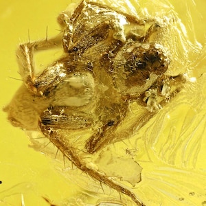 Baltic Amber Spider Inclusion - Genuine 44 Million Year Old Fossil with 4x Magnifying Display Case