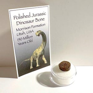 Jurassic Dinosaur Bone Fossil - Utah Agatized Gem Bone in Case