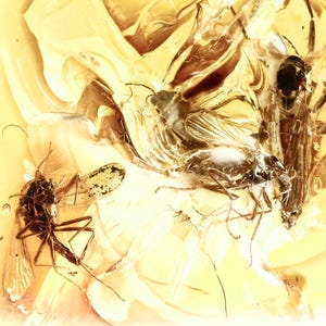 Baltic Amber with 4 Insect Inclusions and Magnifying Display Case - 44 Million Year Old Fossil from Lithuania