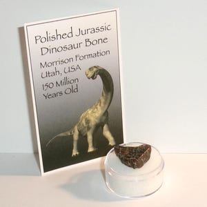 Jurassic Dinosaur Bone Fossil - Utah Agatized Gem Bone in Case
