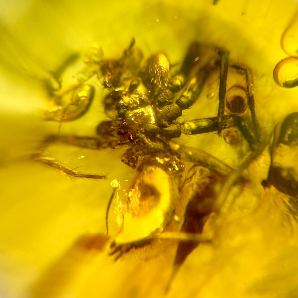 Baltic Amber Spider Inclusion - Genuine 44 Million Year Old Fossil with 4x Magnifying Display Case