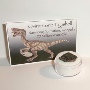 Genuine Oviraptor Dinosaur Eggshell Fossil: Cretaceous Era Relic