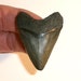 see more listings in the Shark Teeth section