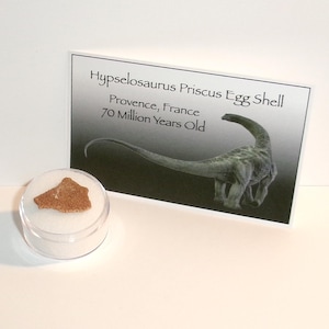 Hypselosaurus Dinosaur Eggshell Fossil: Cretaceous Sauropod from Provence, France