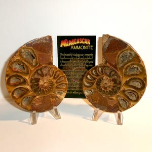 May include: Two halves of a polished Madagascar ammonite fossil displayed on clear plastic stands. The spiral shells feature brown and tan tones with visible internal chambers filled with calcite and aragonite crystals. A black information card is centered.