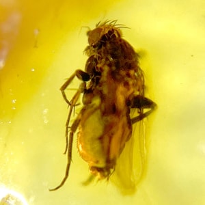 Baltic Amber with Fly Insect Inclusion & Magnifying Display Case - 44 Million Year Old Fossil from Lithuania