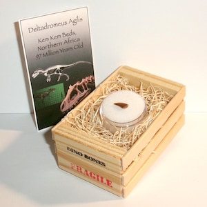 Authentic Raptor Dinosaur Tooth: Sahara Desert Fossil with Display Crate