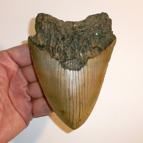 Megalodon Shark Tooth - Giant 4.700” Real Fossil from North Carolina - FREE USA Shipping