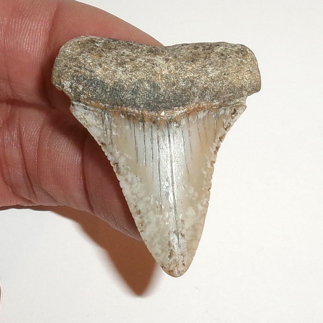 Great White Shark Tooth Fossil From Baja California Actual Tooth great-white-shark-tooth-fossil-from-baja-california-actual-tooth