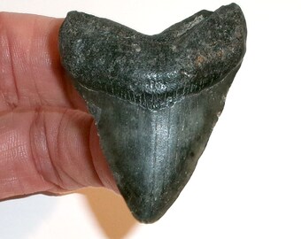 1.936” Megalodon Shark Tooth Fossil from South Carolina - FREE USA Shipping