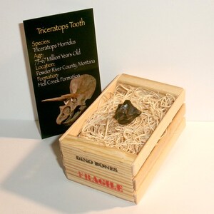Triceratops Dinosaur Tooth Fossil - Hell Creek Formation, Montana - Real Relic - FREE USA Shipping
