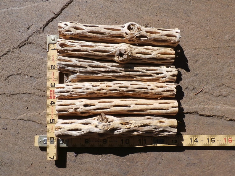 Cholla Wood 6 pieces 6 inch long cleaned cholla wood branches 34 to 1