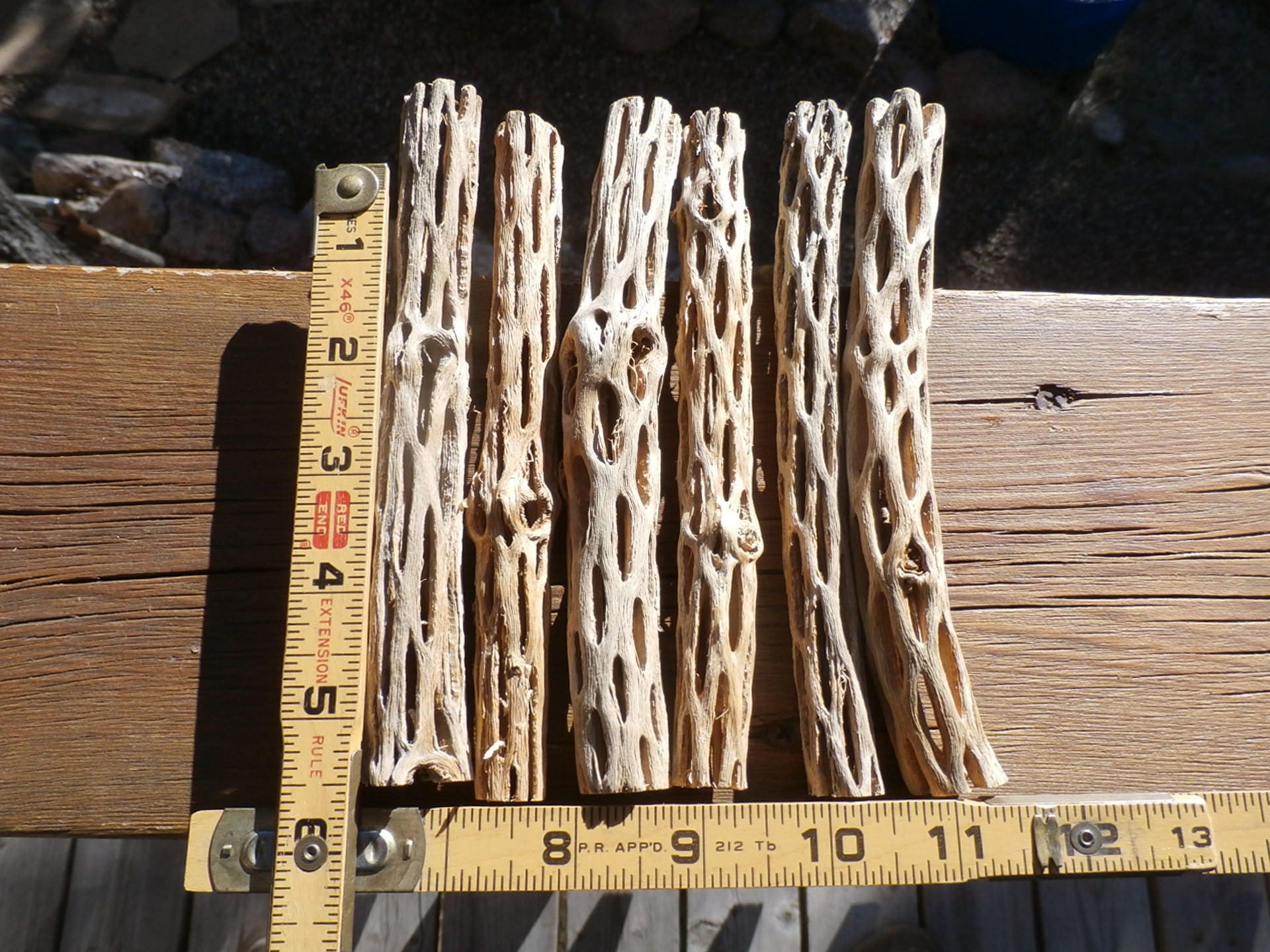 Large Cholla Cactus Wood / NM Desert Cholla Wood Naturally Aged / 2
