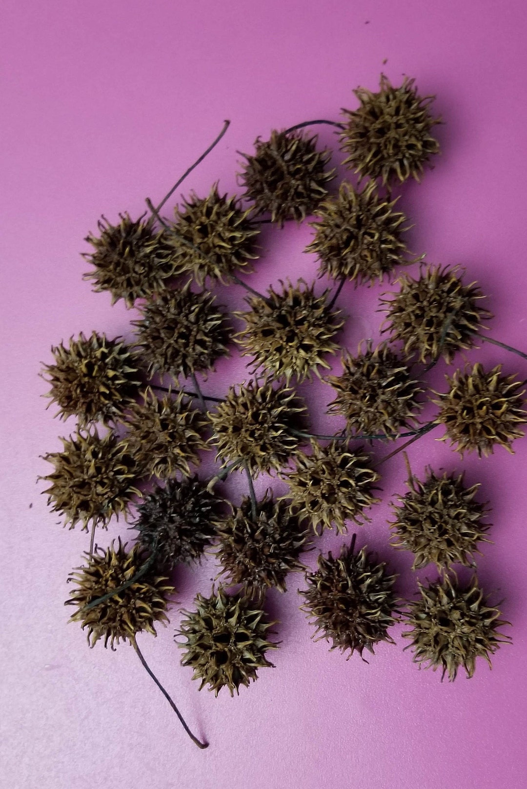 Sweet Gum Tree Seed Pods 50 Pack Etsy