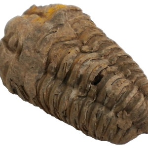 Trilobite Fossil - Devonian Flexicalymene - 3.25 x 2 x 3/4&quot; - FOSTRI006