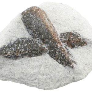 Staurolite - 216 gram -3.5 x 2.75 x 1&quot; Mineral Display Specimen - STR2312