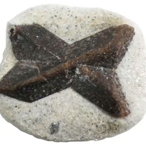 Staurolite - 26 gram -1.25 x 1.25&quot; Mineral Display Specimen- X Mark - STR020